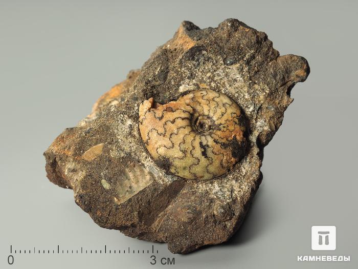 Аммонит Garniericeras sp. на породе, 5,8х4,8х4,5 см, 3979, фото 1