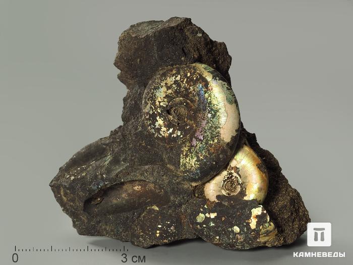 Аммониты Kachpurites cheremkhensis на породе, 7,7х6,3х3,7 см, 3982, фото 1