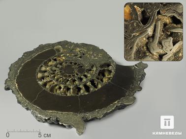 Аммонит, Пирит. Аммонит пиритизированный, полированный срез 22,5х19х3,5 см