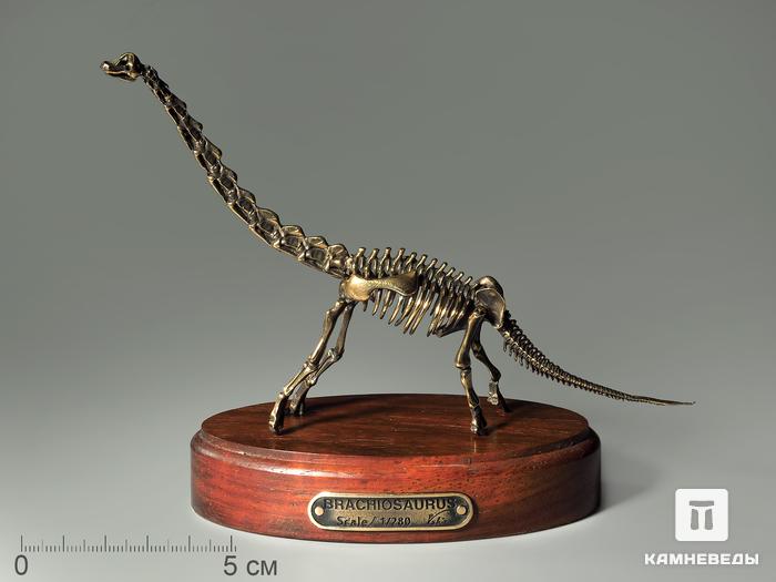 Модель скелета динозавра BRACHIOSAURUS, 4243, фото 2