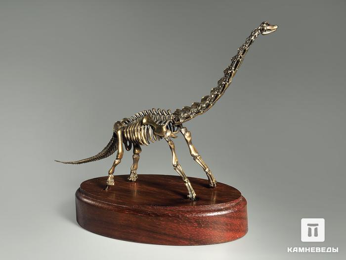Модель скелета динозавра BRACHIOSAURUS, 4243, фото 4
