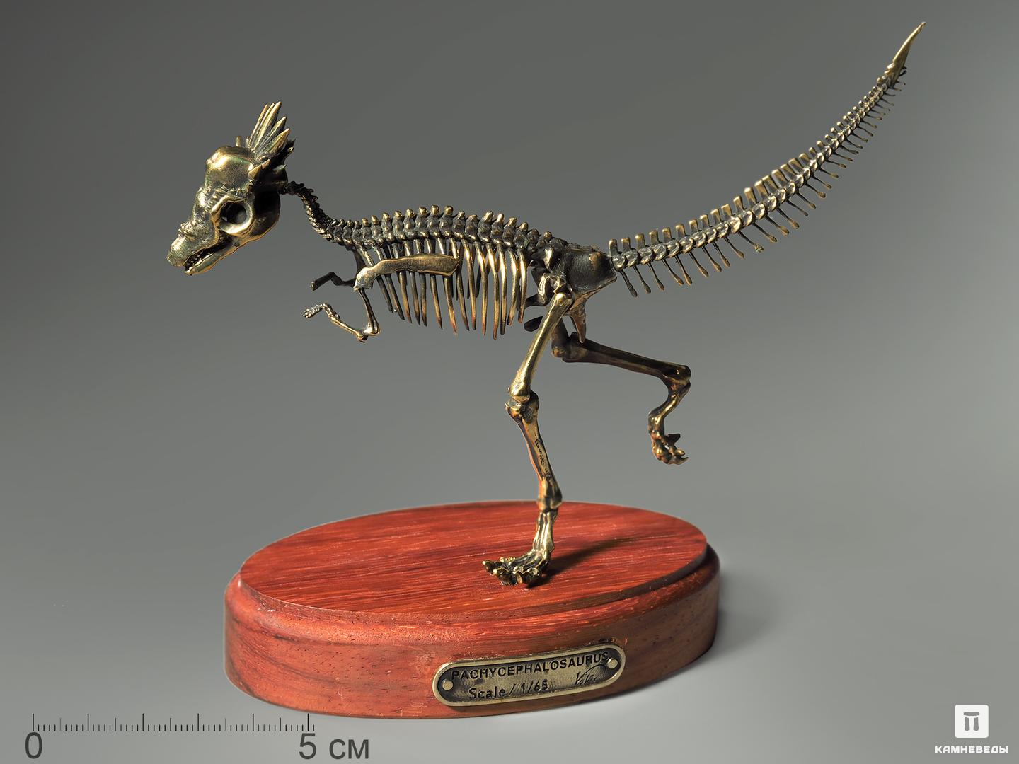 Модель скелета динозавра PACHYCEPHALOSAURUS