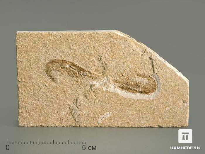 Креветка Carpopenaeus sp., 11,7х6,6х0,9 см, 4340, фото 1