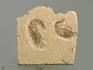 Креветка Carpopenaeus sp., 7,3х7х1,2 см, 4339, фото 1