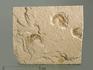 Креветка Carpopenaeus sp., 10,2х8,4х1 см, 4345, фото 1