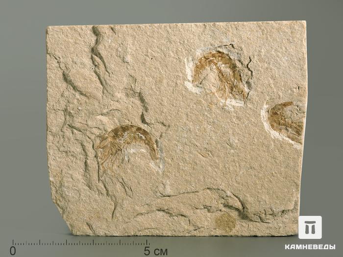 Креветка Carpopenaeus sp., 10,2х8,4х1 см, 4345, фото 1