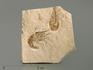 Креветка Carpopenaeus sp., 8,1х7,9х1,3 см, 4338, фото 1
