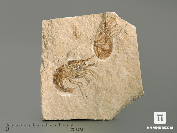 Креветка Carpopenaeus sp., 8,1х7,9х1,3 см, 4338, фото 1