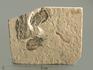 Креветка Carpopenaeus sp., 9,4х7,4х0,6 см, 4344, фото 1