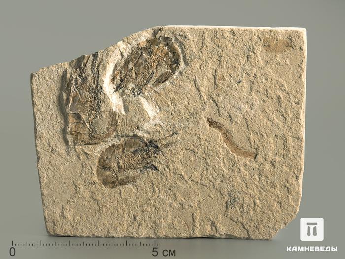 Креветка Carpopenaeus sp., 9,4х7,4х0,6 см, 4344, фото 1