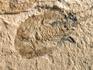 Креветка Carpopenaeus sp., 9,4х7,4х0,6 см, 4344, фото 3