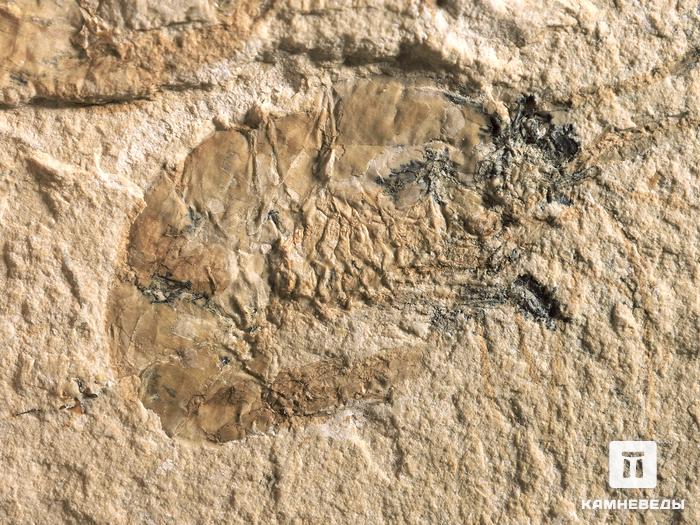 Креветка Carpopenaeus sp., 9,4х7,4х0,6 см, 4344, фото 3