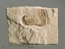 Креветка Carpopenaeus sp., 7,9х5,8х1,1 см, 4342, фото 1