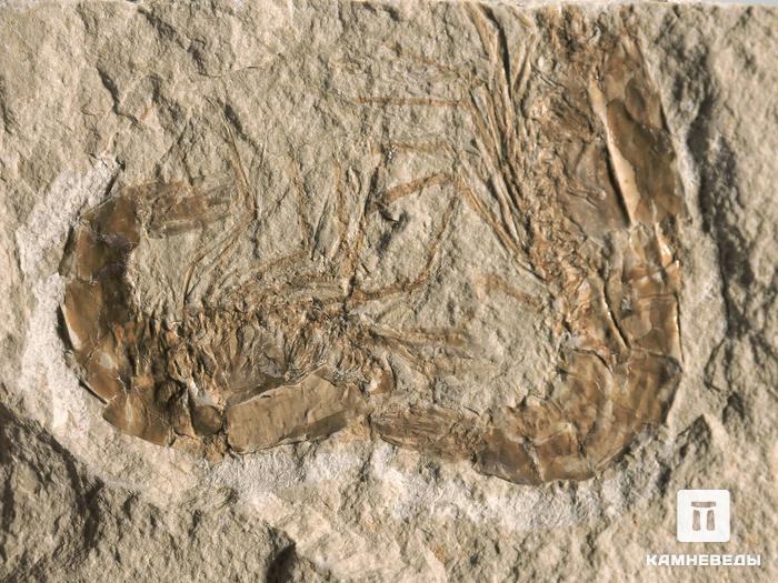 Креветка Carpopenaeus sp., 7,9х5,8х1,1 см, 4342, фото 2