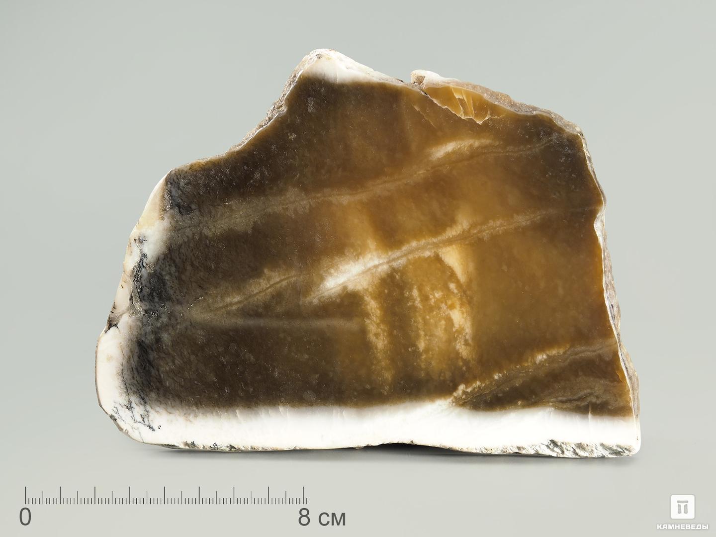 Нефрит коричневый, полированный срез 14-16 см, 4386, фото 1