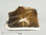 Нефрит коричневый, полированный срез 14-16 см, 4386, фото 2