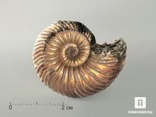 Аммонит Quenstedtoceras sp. с перламутром, 3,5х3 см