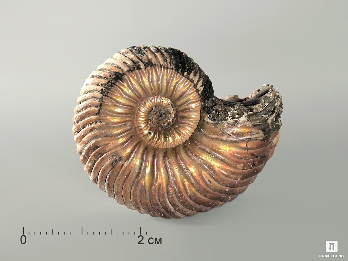 Аммонит Quenstedtoceras sp. с перламутром, 3,5х3 см, 4666, фото 1