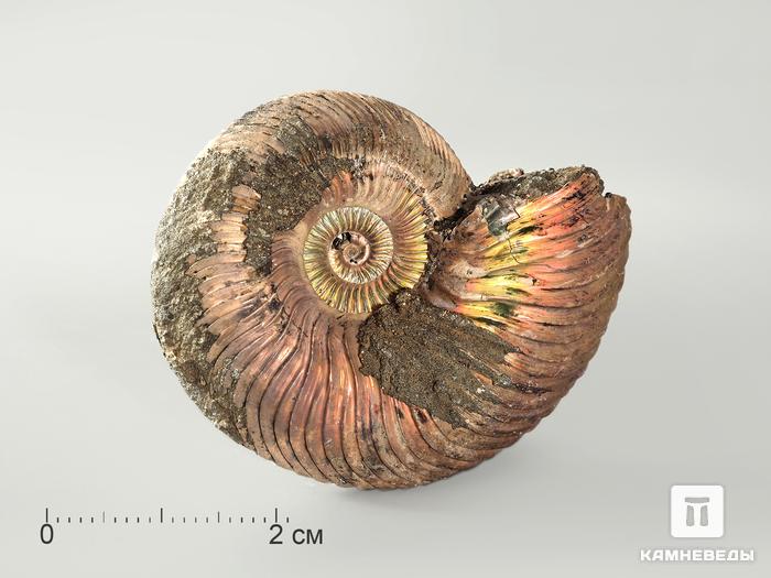 Аммонит Quenstedtoceras sp. с перламутром, 4,5х3,7 см, 4683, фото 1