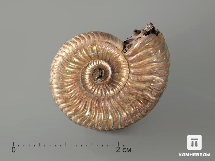 Аммонит Vertumniceras trapezoidalis с перламутром, 2,9х2,4х1,1 см, 4660, фото 2