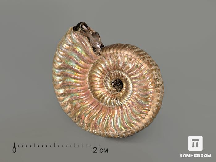 Аммонит Vertumniceras trapezoidalis с перламутром, 2,9х2,4х1,1 см, 4660, фото 1