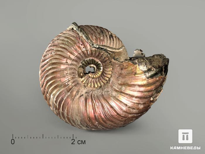 Аммонит Quenstedtoceras sp. с Серпулой, 4,1х3,3х1,3 см, 4659, фото 1