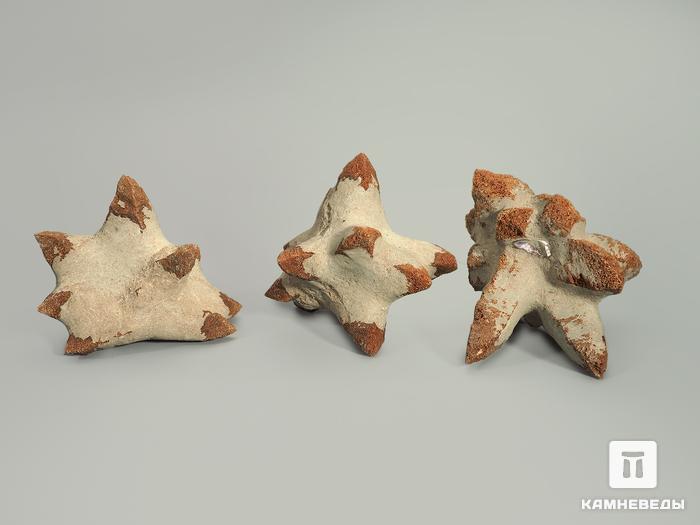 Глендонит (беломорская рогулька), 10-12 см, 4802, фото 2
