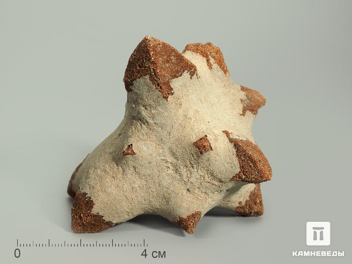 Глендонит (беломорская рогулька), 8-10 см, 4801, фото 2