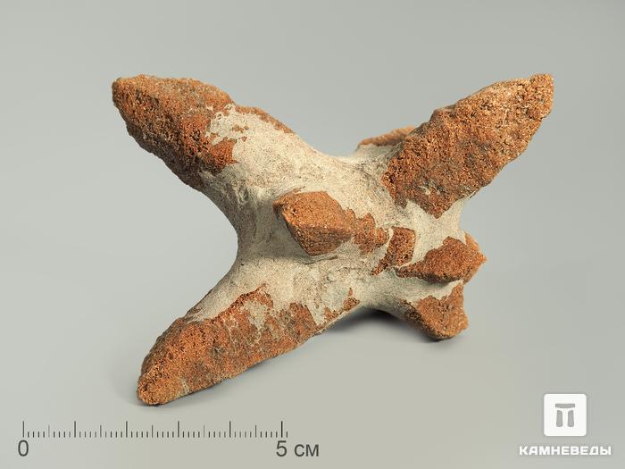 Глендонит (беломорская рогулька), 9-11 см, 4369, фото 2
