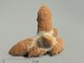 Глендонит (беломорская рогулька), 7,5-9 см, 4371, фото 1