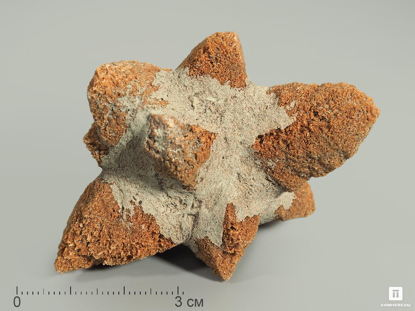 Глендонит (беломорская рогулька), 6,5-8 см
