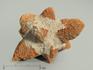Глендонит (беломорская рогулька), 6,5-8 см, 4370, фото 1