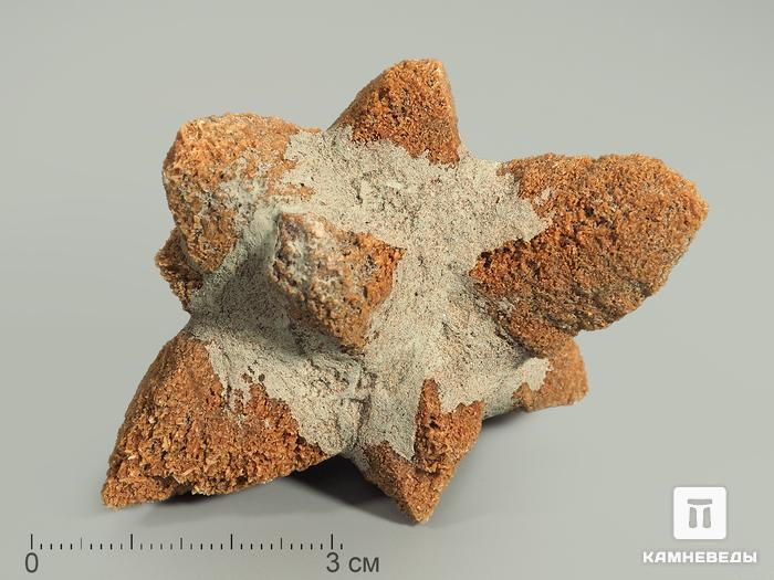 Глендонит (беломорская рогулька), 6,5-8 см, 4370, фото 1