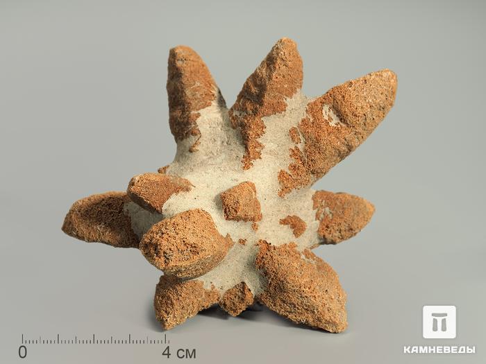 Глендонит (беломорская рогулька), 9-11 см, 4369, фото 1