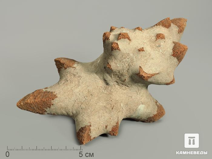 Глендонит (беломорская рогулька), 12-14 см, 4804, фото 1