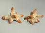 Глендонит (беломорская рогулька), 12-14 см, 4804, фото 2