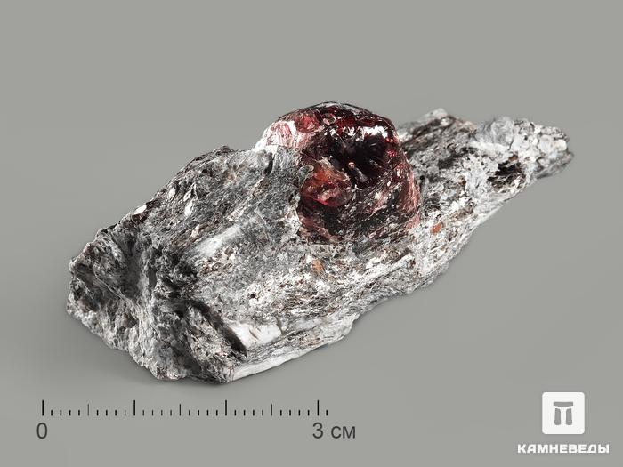Альмандин (гранат) в метаморфическом сланце, 3,5-5,5 см, 4807, фото 1
