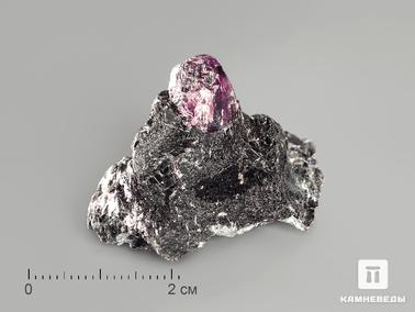 Альмандин, Гранат. Альмандин (гранат) в метаморфическом сланце, 3-4,5 см