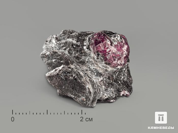 Альмандин (гранат) в метафорическом сланце, 2,5-5 см, 4806, фото 1