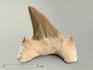 Зуб акулы Otodus obliquus, 6,6х6х2,3 см, 4707, фото 1