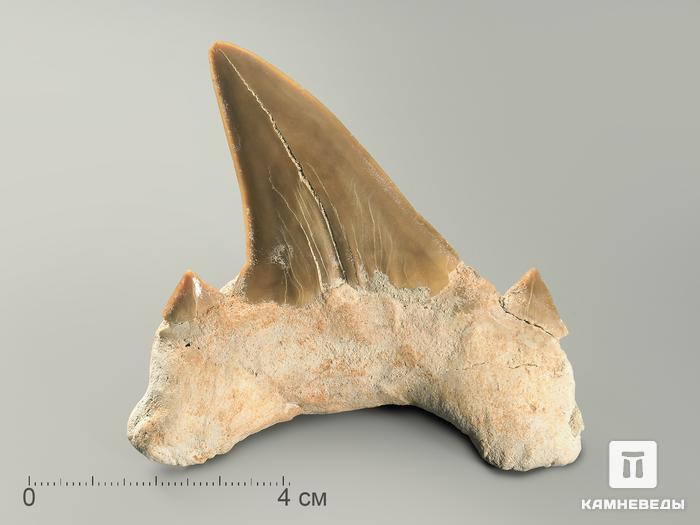 Зуб акулы Otodus obliquus, 6,6х6х2,3 см, 4707, фото 1