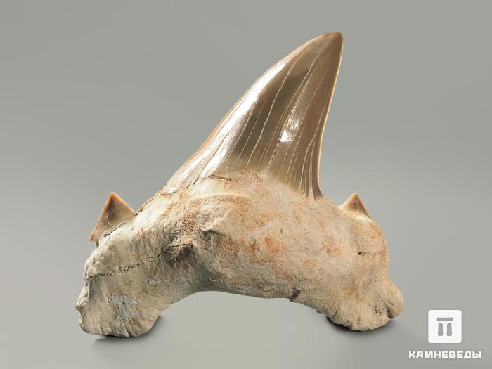 Зуб акулы Otodus obliquus, 6,6х6х2,3 см, 4707, фото 2