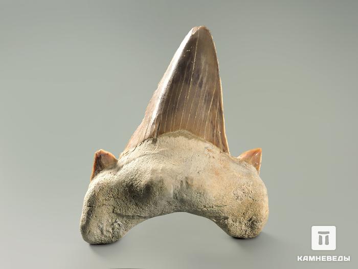 Зуб акулы Otodus obliquus, 5х4,5 см, 4709, фото 3