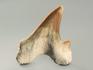 Зуб акулы Otodus obliquus, 5х4,5 см, 4709, фото 4