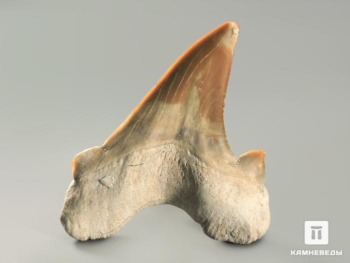Зуб акулы Otodus obliquus, 5х4,5 см, 4709, фото 4