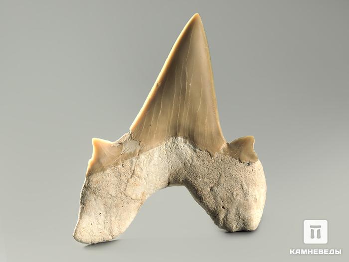 Зуб акулы Otodus obliquus, 5х4,5 см, 4709, фото 5