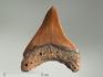 Зуб акулы Carcharocles megalodon, 7х6,4х1,7 см, 4701, фото 1