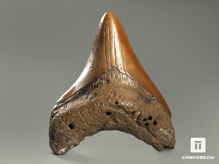 Зуб акулы Carcharocles megalodon, 7х6,4х1,7 см, 4701, фото 2
