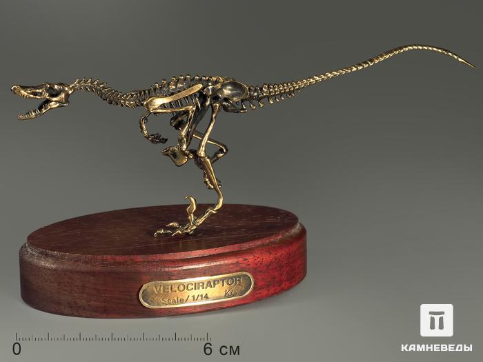 Модель скелета динозавра VELOCIRAPTOR, 5235, фото 2