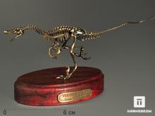 Модель скелета динозавра VELOCIRAPTOR